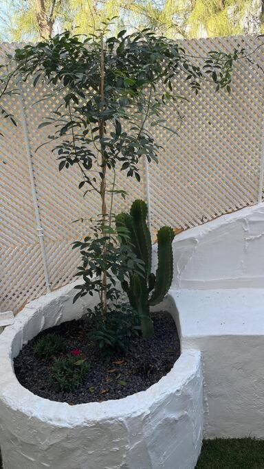 Casa Cactus Paraiso Parque Holandes Exterior photo